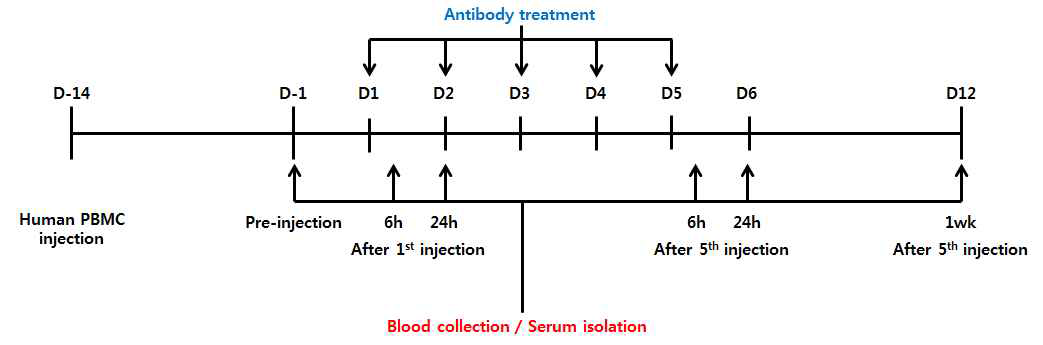 huPBL-NSG model 제작 및 항체 투여 스케줄
