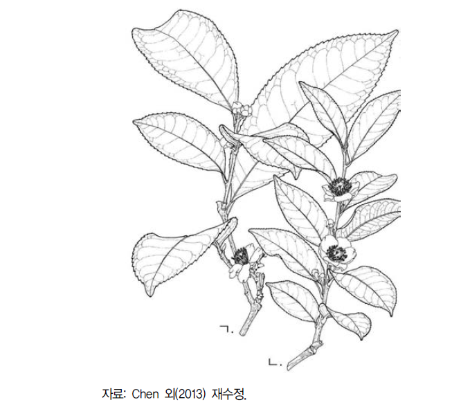 차나무 앗삼종(ㄱ. C. sinensis var. assamica)과 중국종(ㄴ. C. sinensis var. sinensis)