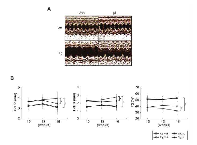 ACS유전자 과다발현 생쥐에서 β-lapachone의 심근 기능 향상효과 확인