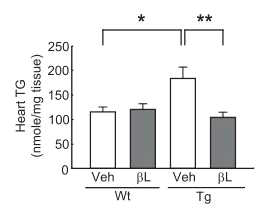 ACS유전자 과다발현 생쥐에서 β-lapachone의 지방산 약화 효과 확인