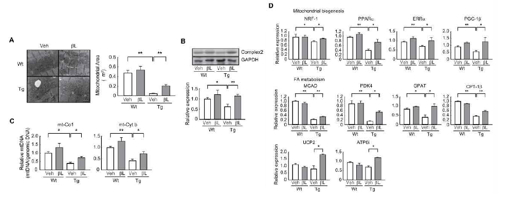 ACS유전자 과다발현 생쥐에서 β-lapachone의 미토콘드리아 기능 향상 효과 확인