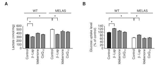 β-lapachone의 MELAS 신드롬에 대한 미토콘드리아 대사회복 효과 확인