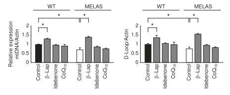β-lapachone의 MELAS 신드롬에 대한 미토콘드리아 유전자 발현 변화 확인