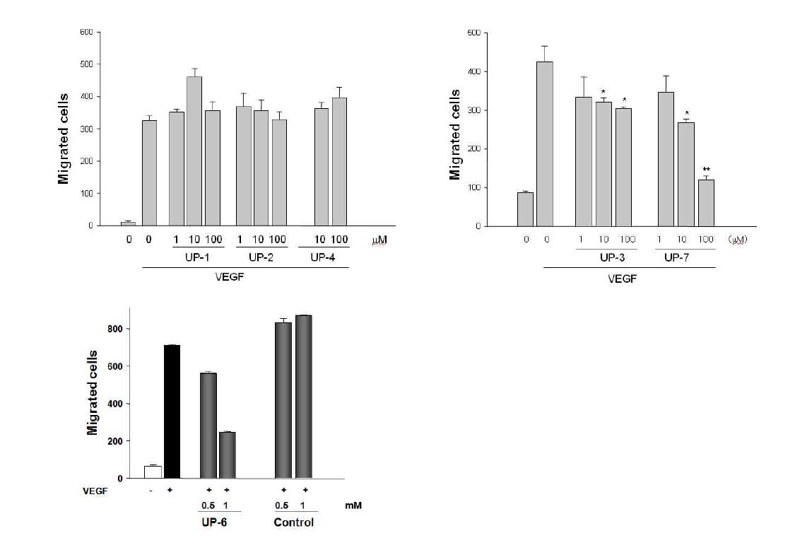 UK1 펩타이드들의 내피세포 이동에 대한 효과