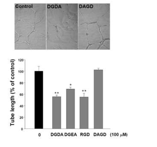 DGDA, RGD 펩타이드의 tube 형성에 있어서의 억제 효과