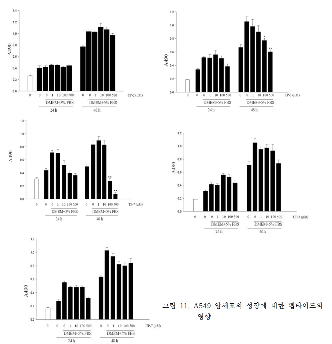 A549 암세포의 성장에 대한 펩타이드의 영향