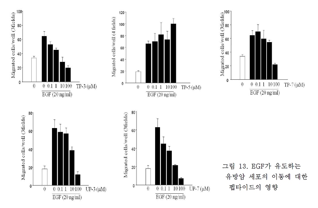 EGF가 유도하는 유방암 세포의 이동에 대한 펩타이드의 영향