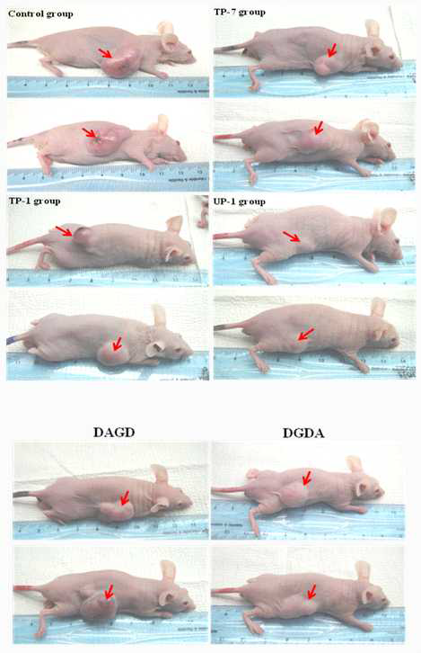 NCI-H460 lung large carcinoma xenografted mice treated with each peptide(at day 16)