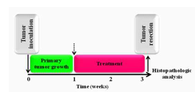 Balb/c nude mou saen.d treatment model in Balb/c nude mou saen