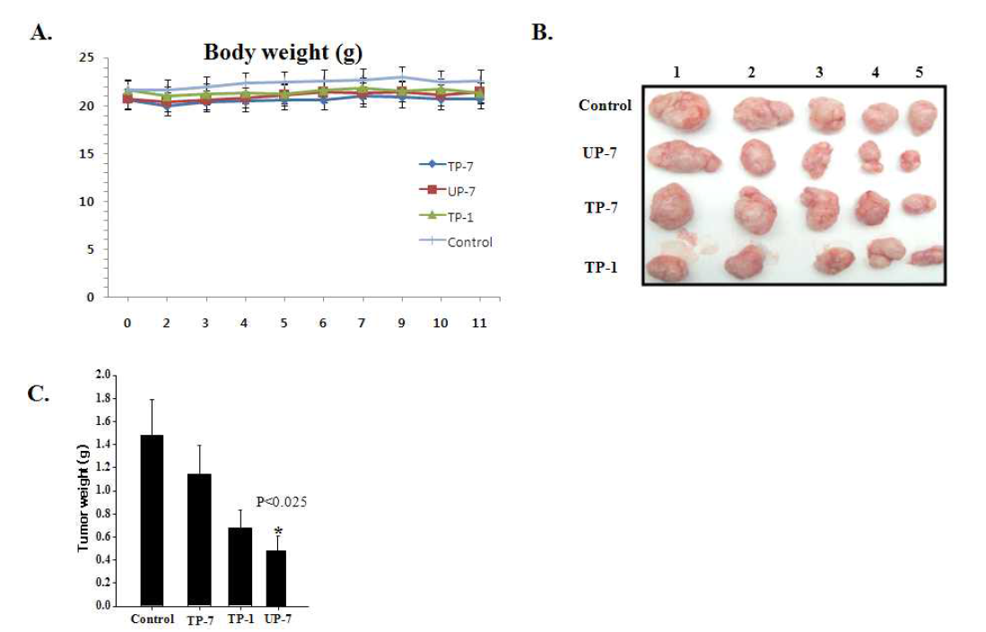 Insoluble peptide 처리한 암 성장 비교