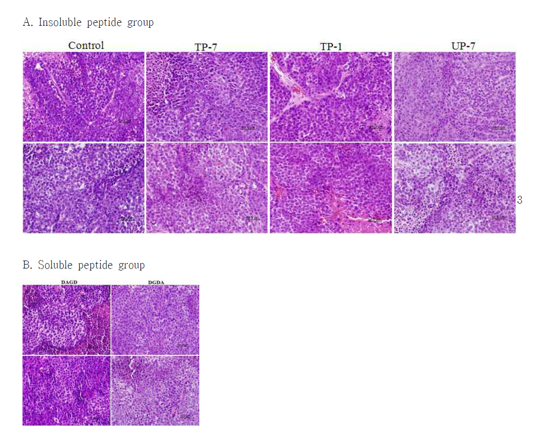 펩타이드 투여군 암조직의 대표적 H & E stain