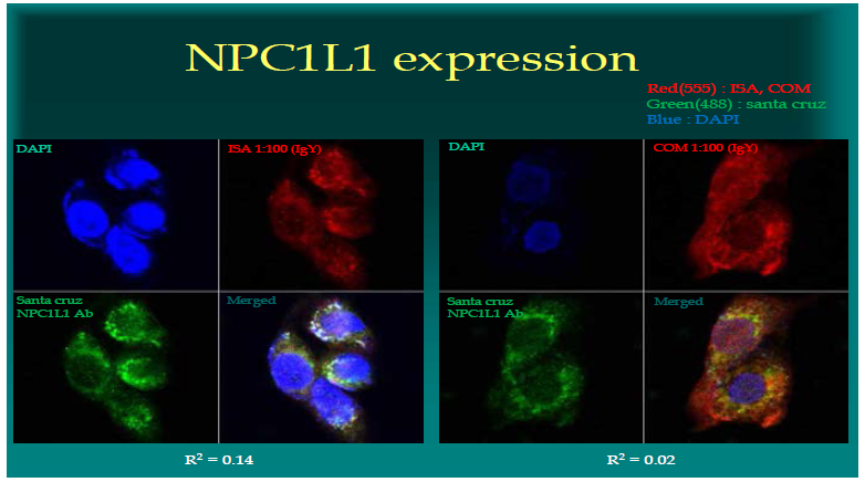 연구자등이 개발한 IgY for NPC1L1이 이미 판매되고 있는 Santa Cruz 사의 NPC1L1 항체보 다도 우수하게 특이성이 있게 NPC1L1 transporter에 결합함을 보여주는 예비실험결과