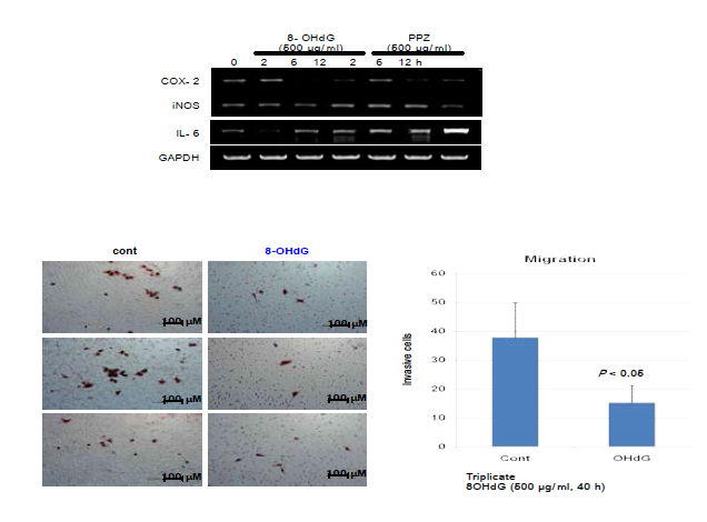 8-OHdG의 투여는 세포수준에서 상당한 항산화능에 기초하여 유의한 항염증작용을 보여주는 결과로서 이는 악성암세포의 경우에는 세포의 전이능을 간소시킬 수 잇을 정도의 강력한 항종양효능을 보여주는 에비실험결과물