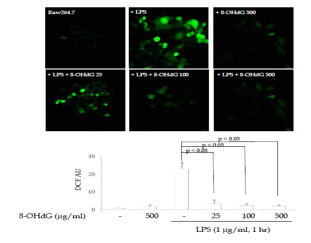 8-OHdG의 투여는 용량의존적으로 DCF-DA 처리로 측정된 세포내 산화적 마커의 증가를 8-OHdG 투여후 용랭 의존적으로 감소시킴을 관찰한 에비실험결과물