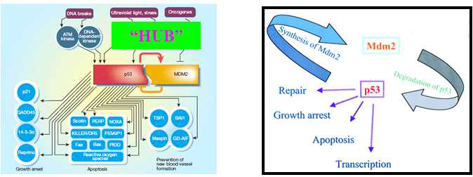 암 신호전달 네트워크에서 p53-mdm2 단백질의 “허브” 기능 및 상호 조절 작용 도표