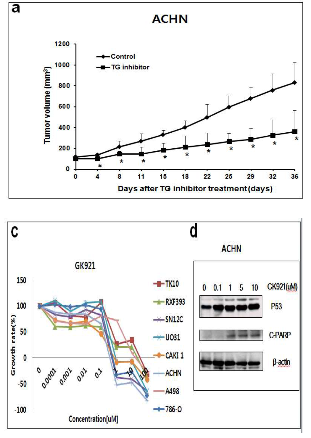 3차년도에 선정한 최적화 선도물질인 GK-921의 Tgase2 저해 활성 및 항암세포 활성 결과