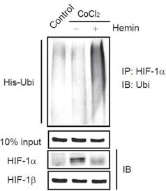 Hemin 처치에 의한 HIF-1α의 유비퀴틴화 증가