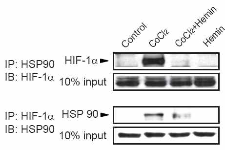 프로토포르피린 처치에 HSP90-HIF-1α 결합억제