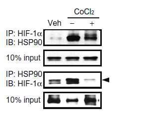 프로토포르피린 처치에 의한 HSP90-HIF-1α 결합억제