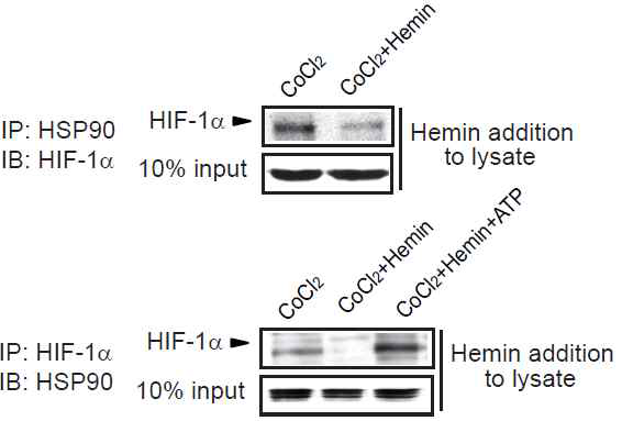 Hemin 처치에 의한 HSP90와 HIF-1α 결합저해