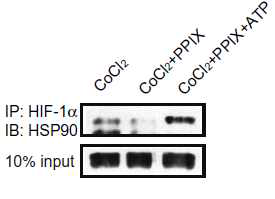 프로토포르피린 처치에 의한 HSP90와 HIF-1α 결합저해