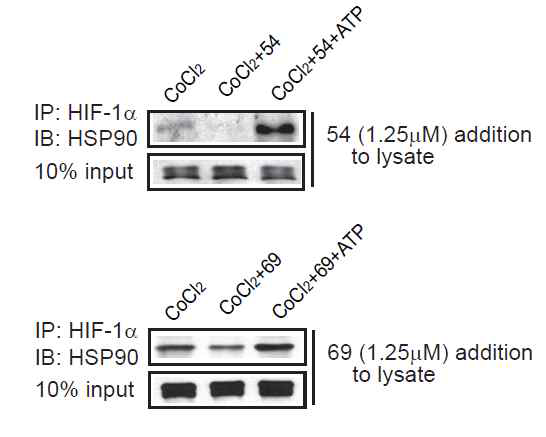 Deguelin 유사체 처치에 의한 HSP90와 HIF-1α 결합저해