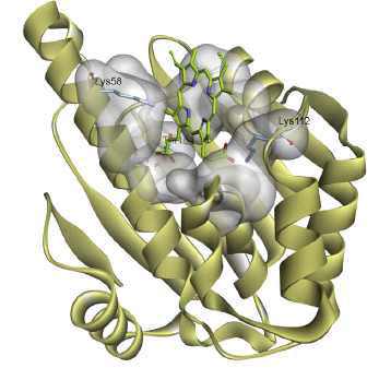 분자 모델링을 통한 프로토포르피린의 HSP90 binding site 예측