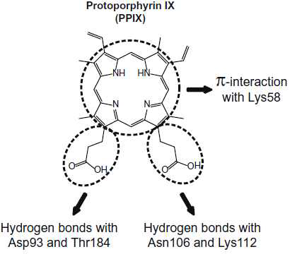 프로토포르피린의 HSP90 결합에 관여하는 잔기