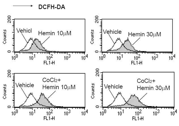 Hemin에 의한 산화적 스트레스 유도