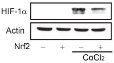 Nrf2 활성화에 그림 25 Nrf2 에 의한 HIF-1α 활성억제