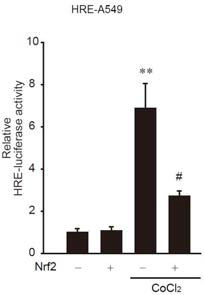 25 Nrf2 에 의한 HIF-1α 전사활성 억제