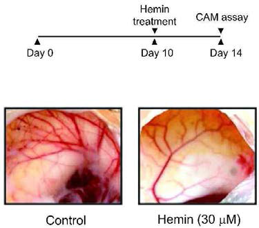 Hemin 처치에 의한 혈관신생억제(CAM assay)