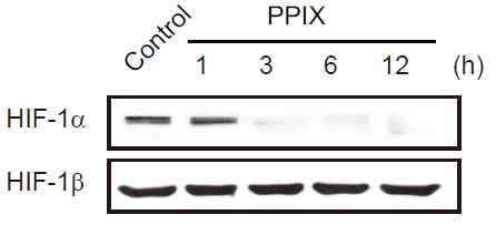 간암세포에서 프로토포르피린 처치에 의한 HIF-1α억제