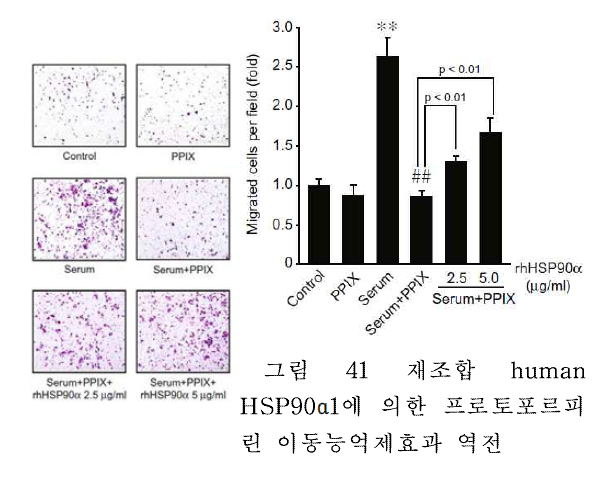 재조합 human HSP90α1에 의한 프로토포르피린 이동능억제효과 역전