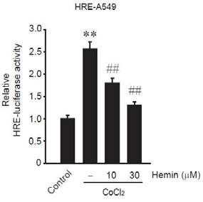 Hemin 처치에 의한 HIF-1α 유전자 발현 억제