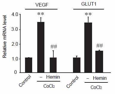 Hemin 의한 HIF-1α 타겟 유전자 발현의 감소