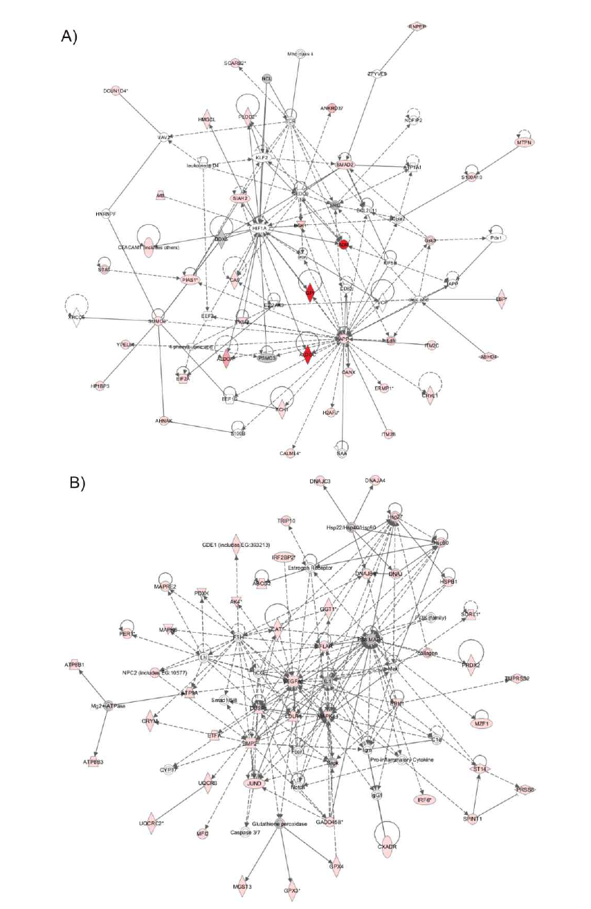 저산소 상태 자극에 의한 세포 네트워크의 변화 A) ‘Cell death, cellular movement, cell cycle’ pathway B) ‘Free radical scavenging, cell death, lipid metabolism’ pathway