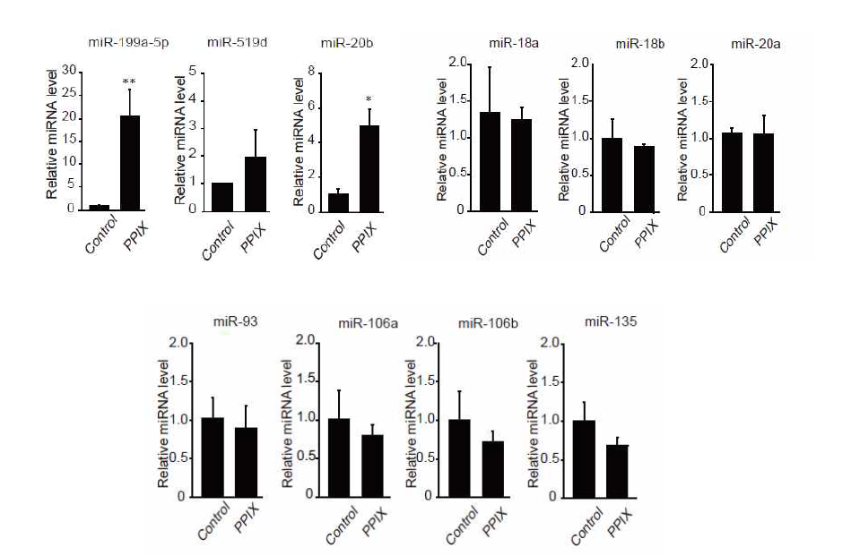 프로토포르피린에 의한 miR-199a-5p, miR-20b, miR-519d의 증가