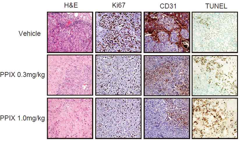 H&E, 면역조직화학검사, TUNEL assay 결과