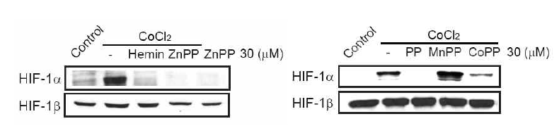 프로토포르피린계 화합물에 의한 HIF-1α억제