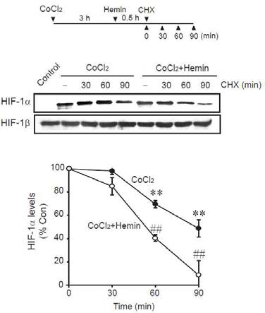 Hemin 처치에 의한 HIF-1α 단백분해 가속화