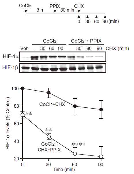 프로토포르피린 처치에 의한 HIF-1α 단백분해 가속화