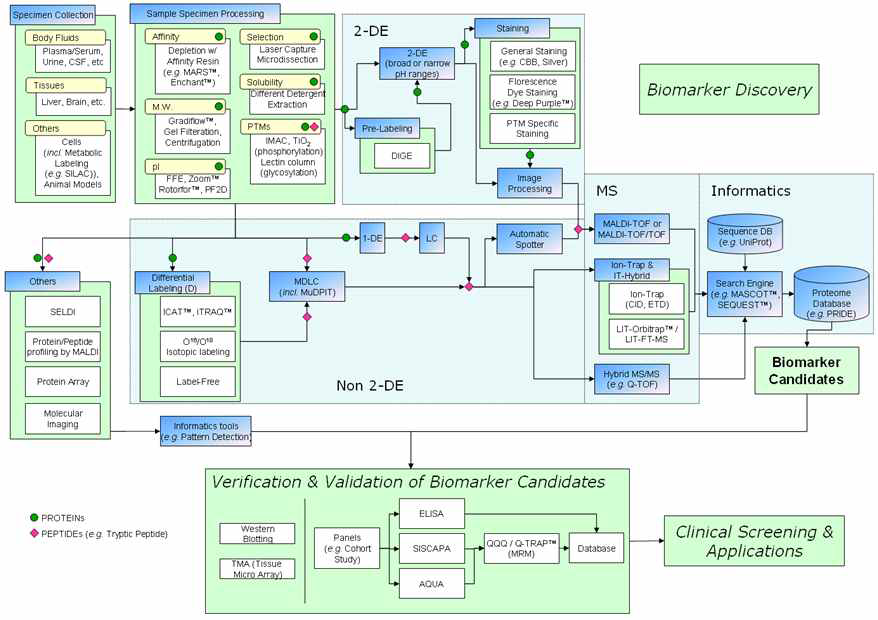 바이오마커 발굴을 위한 프로테오믹스의 단계별 연구과정 모식도