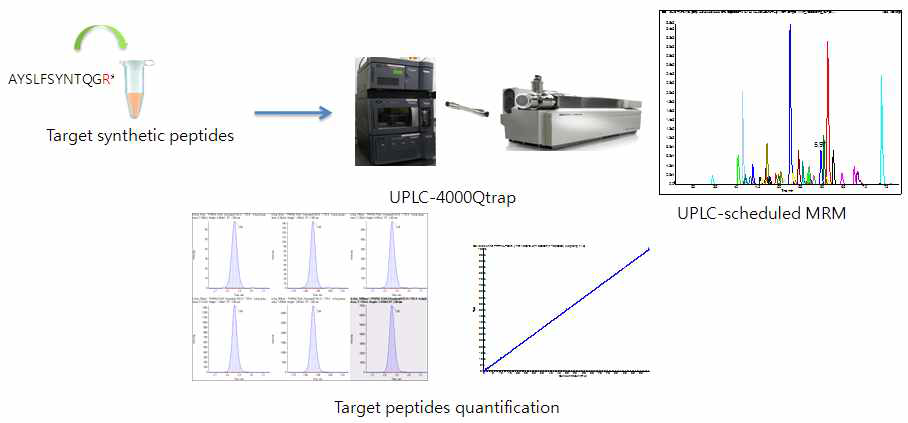 간암 특이적인 펩타이드의 정량분석 과정