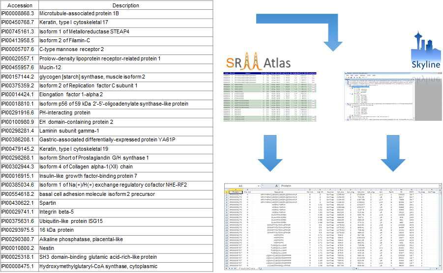 SILAC 결과를 근거로 선정한 29개 단백질에 대해 SRMAtlas 데이터베이스 및 Skyline 소프트웨어를 사용한 MRM transition 선정 과정 모식도