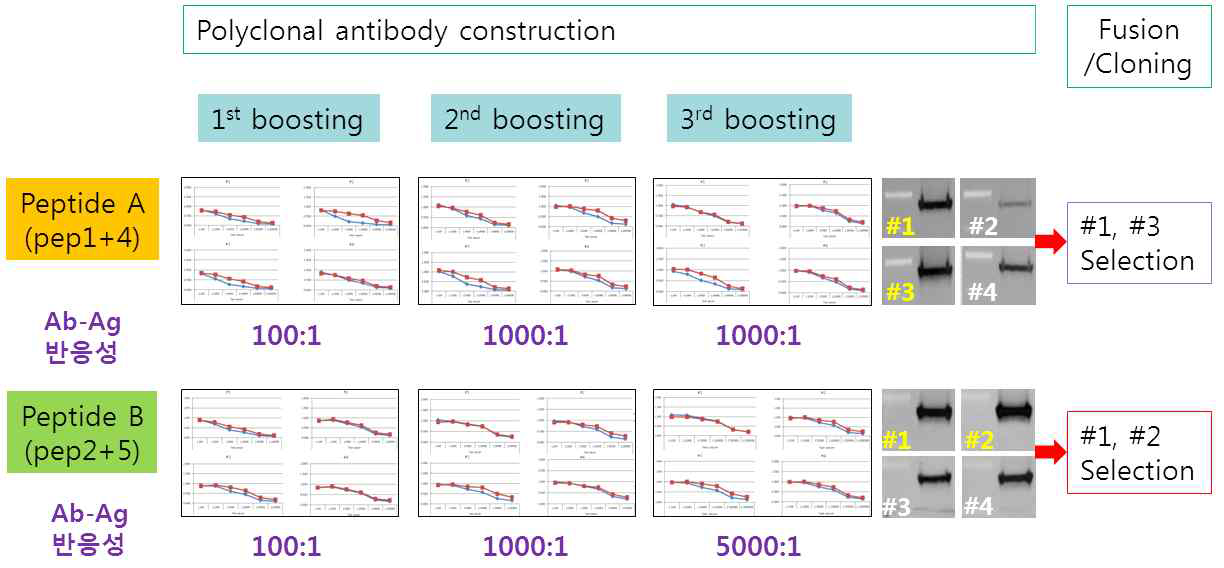 항체 제작중 peptide ELISA와 Western blot을 이용한 적합 항체군 선정