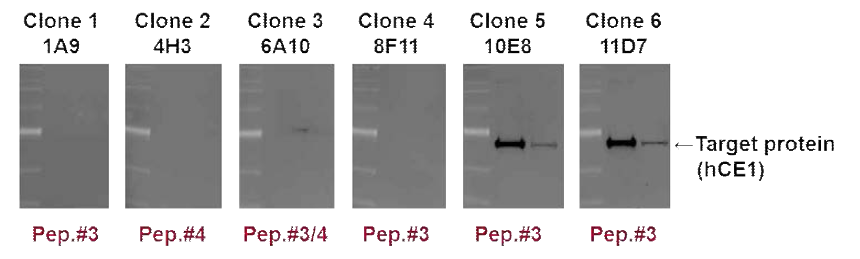 최종 hCE1 antibody 생산 clone 선정 연구