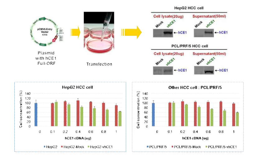 hCE1을 HCC cell에 overexpression 했을 때의 cell growth 영향