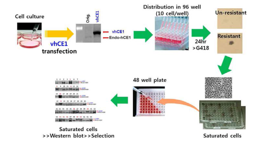 hCE1 과발현 세포주 제작