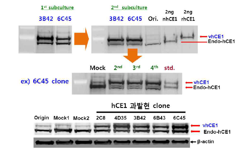 안정적인 hCE1 과발현 세포주 제작 과정. 5회 이상의 subculture 및 Western blot을 통하여 hCE1의 signal이 유지되는 세포주를 선별함